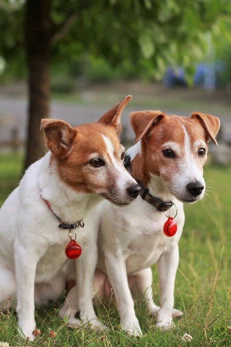 ¤Í¡Á¤Á¤ã¤ó¤È¢ö