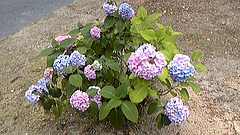 DVC00008