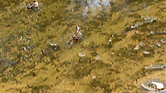DVC00009