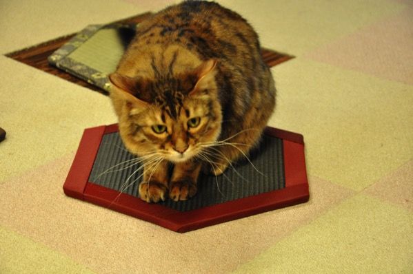 DSC_0997.jpg 猫転送装置