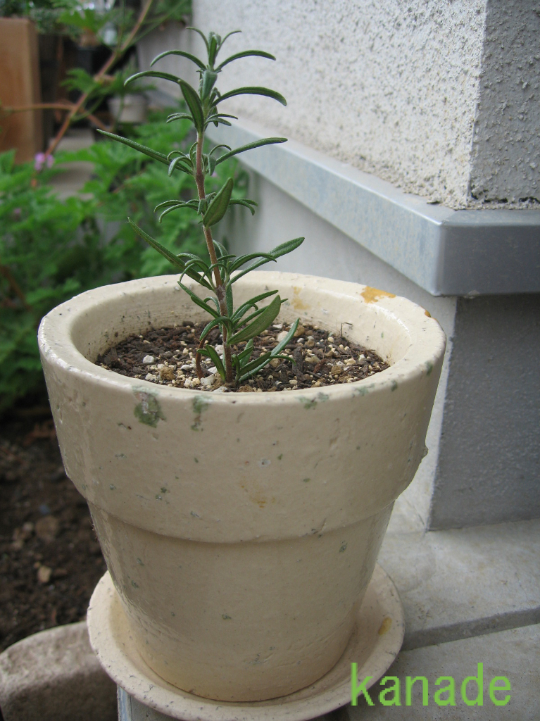 オリーブとハーブと猫と Gardening