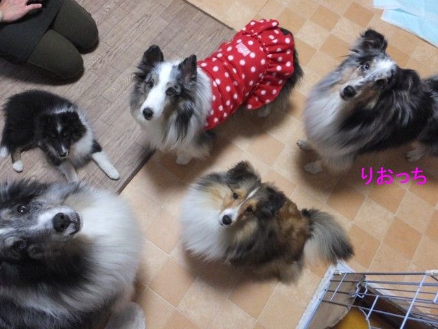 頑張れ りおっち だいちゃん家part 頑張れ りおっち だいちゃん家part