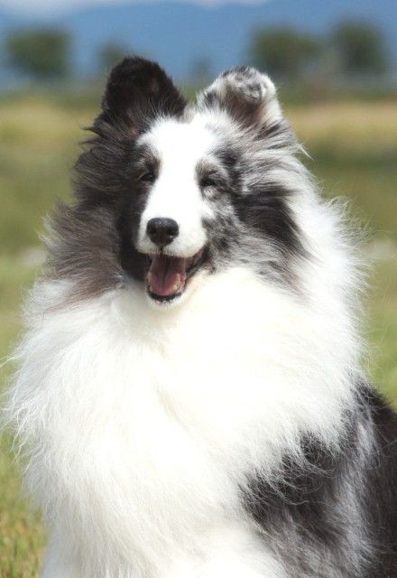 milky110918yamagataakitam10y