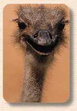 ostrich.jpg