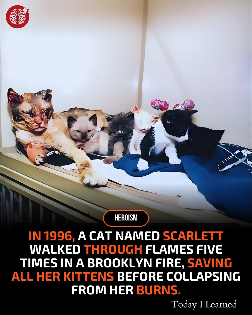 514401630_1207857371358696_5858058236519245324_n