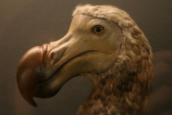 dodo