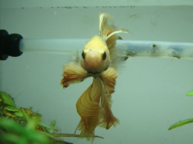 ベタが来て5ヶ月ほど 広く深く ベタが来て5ヶ月ほど 広く深く