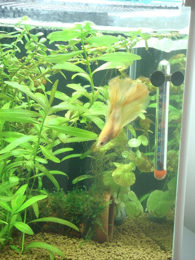 茶コケまみれの水草たち 広く深く