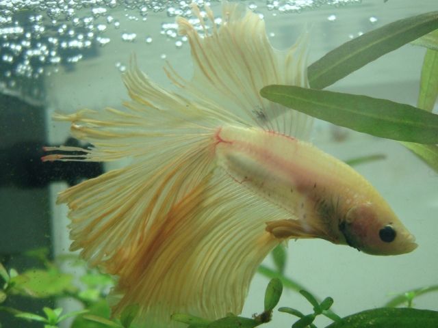 ベタの尾腐れ病の経過記録 広く深く