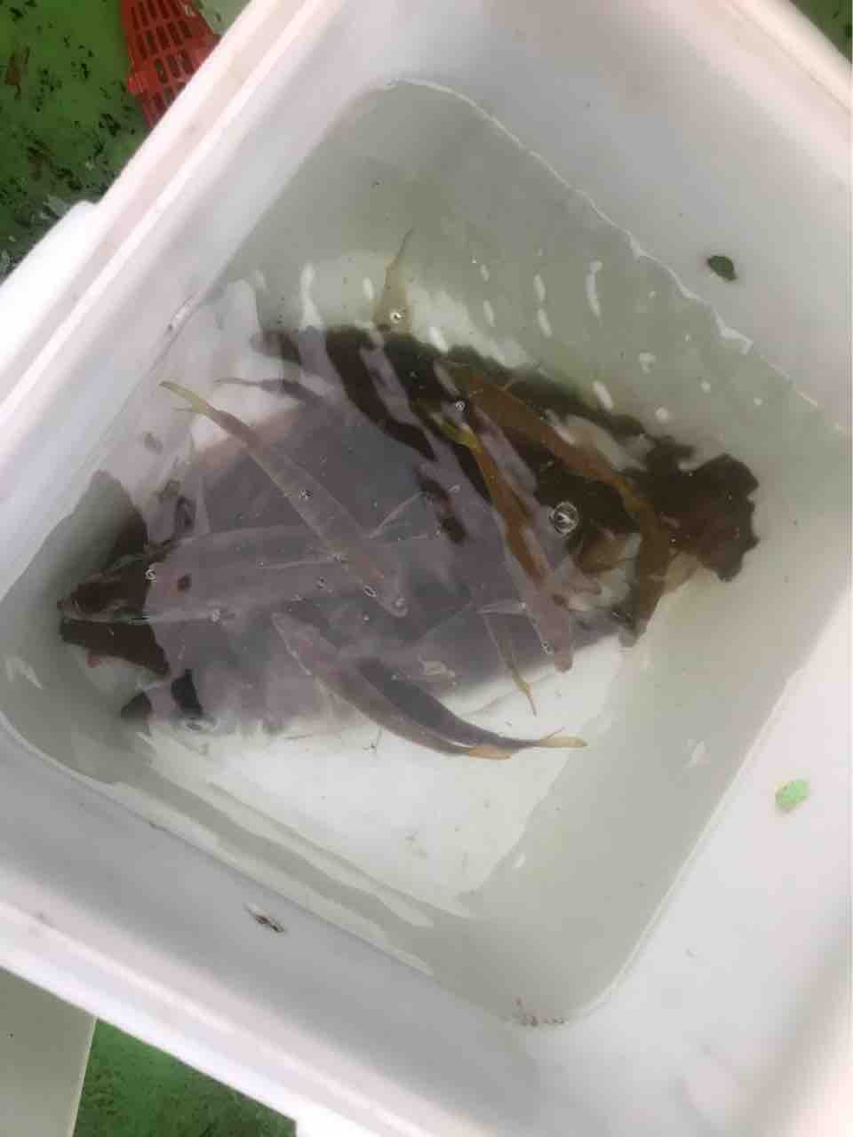 猿島走水沖にてアジの泳がせ座布団ヒラメ釣行 青物ハンターみっちゃんの釣りblog 猿島走水沖にてアジの泳がせ座布団ヒラメ釣行 青物ハンターみっちゃんの釣りblog