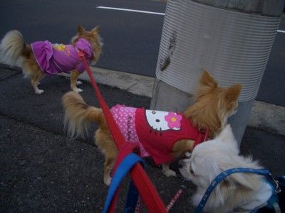 逆立ちで やすらぎの時間 初期のブログです