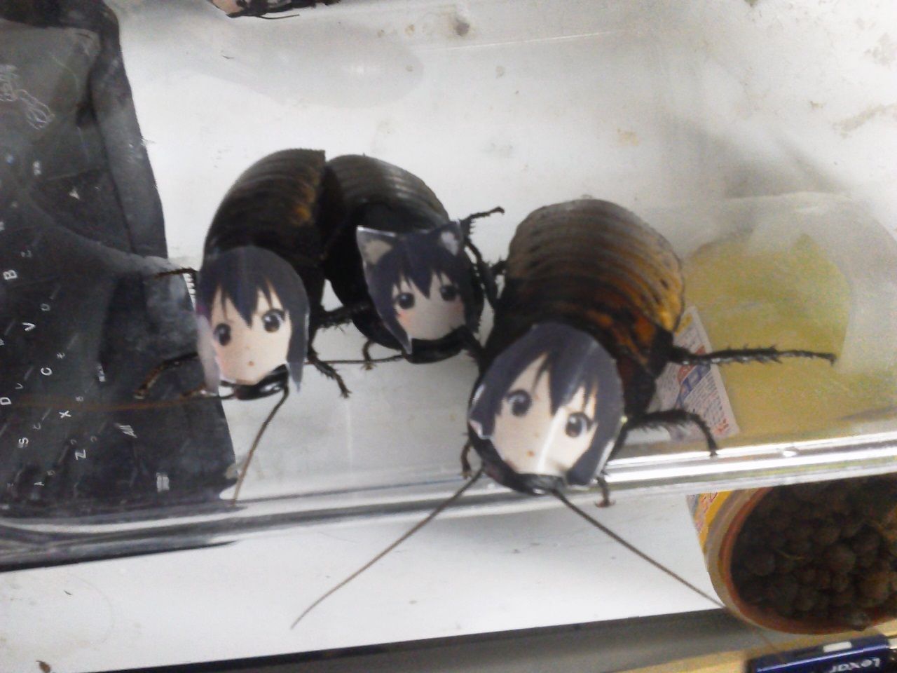 もみあげチャ シュ 俺様 イブに向けてあずにゃん量産したったwww 勝ち組 ライブドアブログ もみあげチャ シュ 俺様 イブに向けてあずにゃん量産したったwww 勝ち組 ライブドアブログ