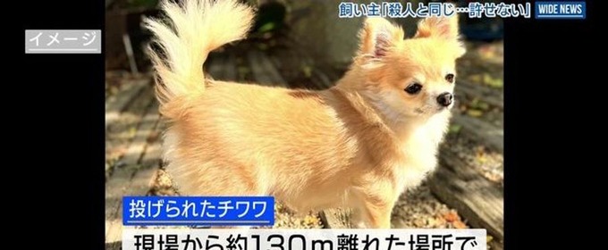 【悲報】チワワ、暴力団員によって川に投げ捨てられる
