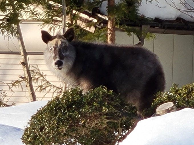 sika