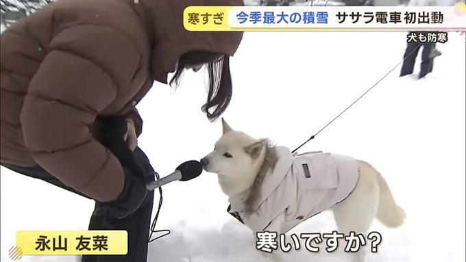 柴犬さん、テレビのインタビューを受ける