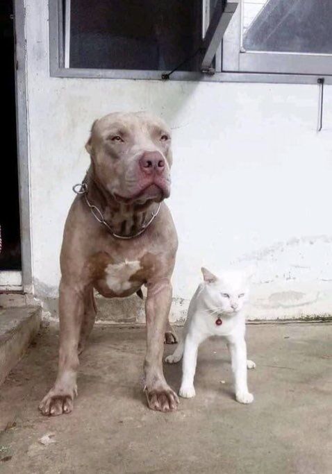 ピットブルと一緒に育った猫がこちらです