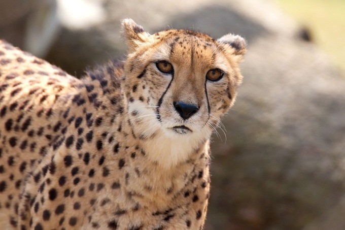 chee