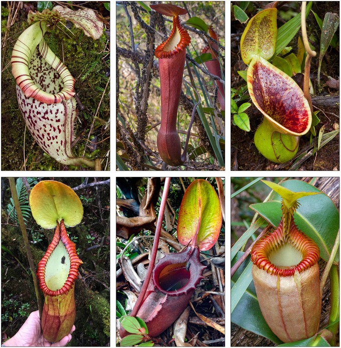 【朗報】「生きた便器」として進化した植物、見つかる