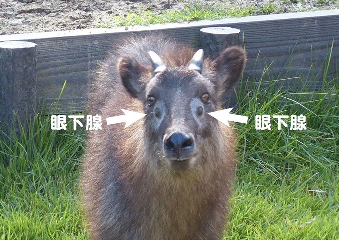 kyon2