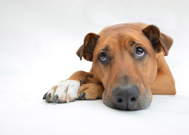 inu