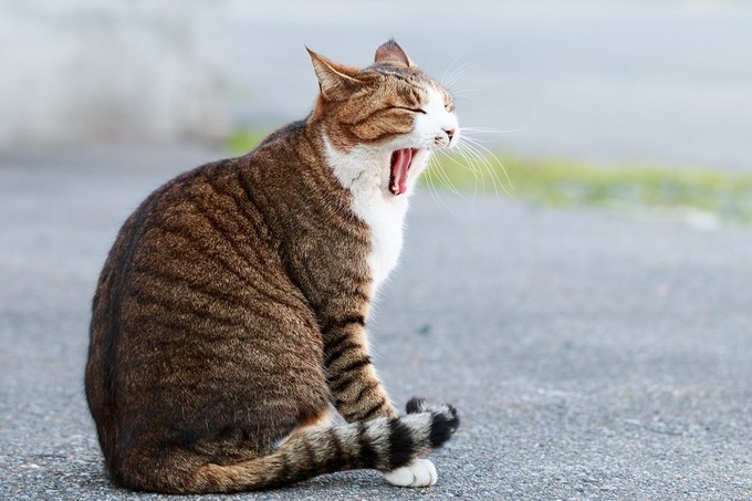 【動画】猫の真似があまりにも上手すぎる男、現る