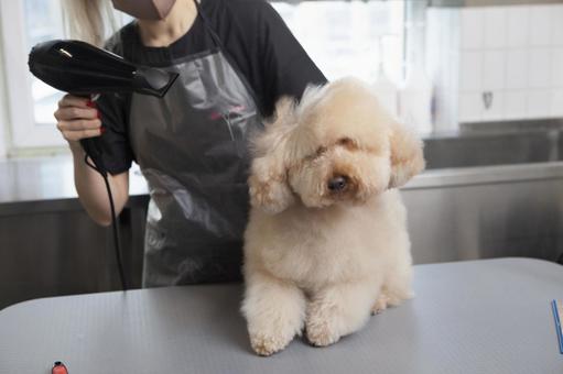 【悲報】ペットサロンの陽キャ店員さん、裏の顔を監視カメラで撮影されてしまう