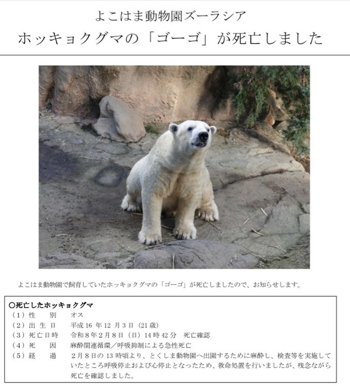 【悲報】シロクマ、20分で5回射清させられ死亡