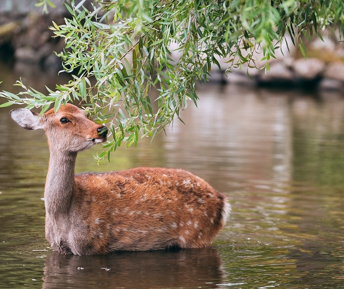 【朗報】用水路に落ちた鹿さん、無事救出される