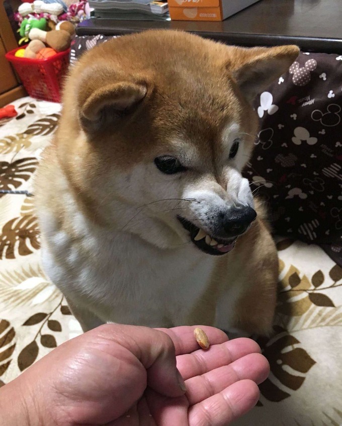inu3