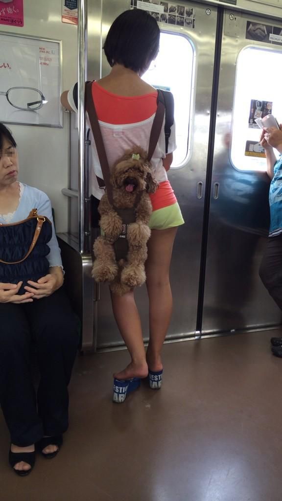 inu