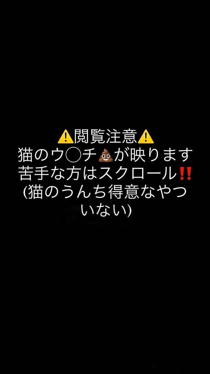 【閲覧注意】自分のウンチが大好きすぎる猫が見つかる