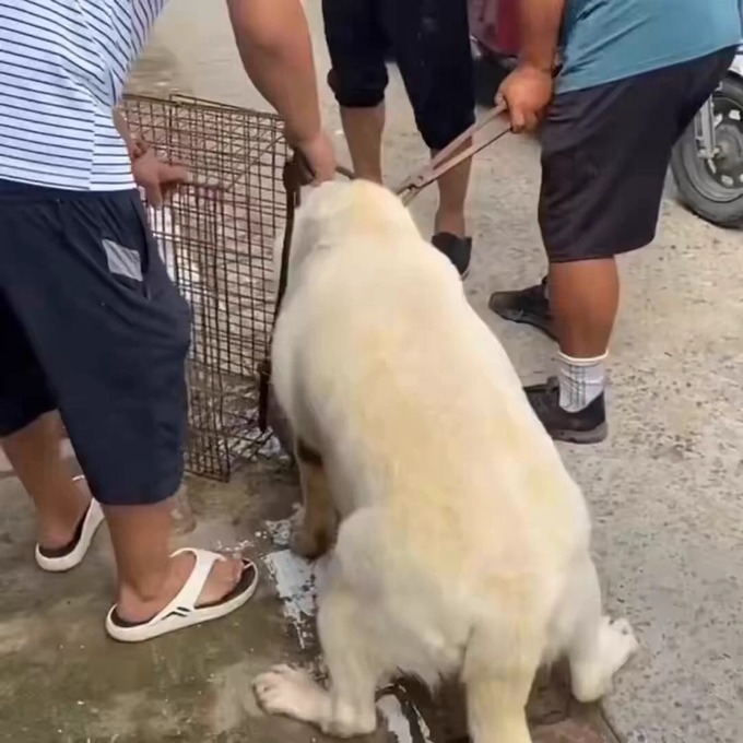 inu