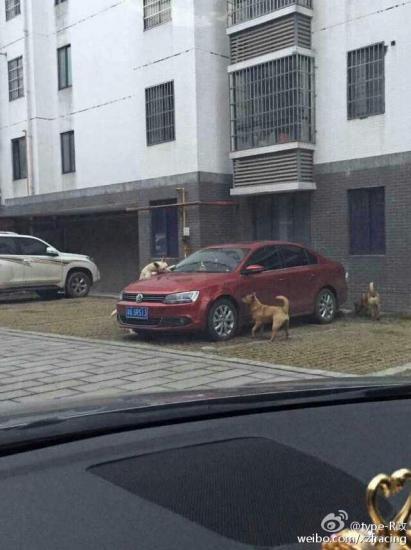 inu2
