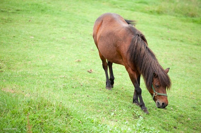 【動画】ロリコンの馬ｗｗｗｗｗｗ