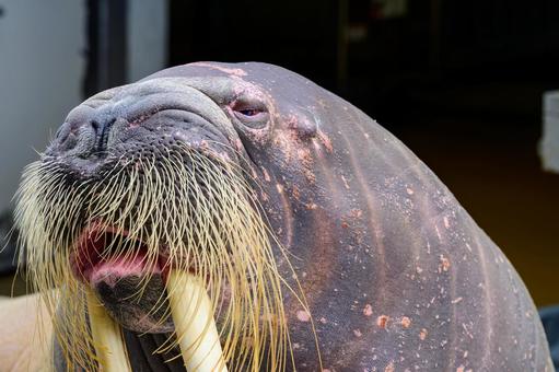 【動画】水族館のセイウチさん、客の前で盛大にシコりだす