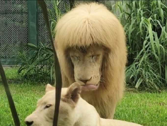 chee