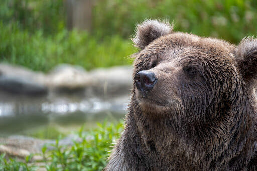 【閲覧注意】クマサン、生魚を食いすぎてケツから寄生虫がビロビロ飛び出まくる
