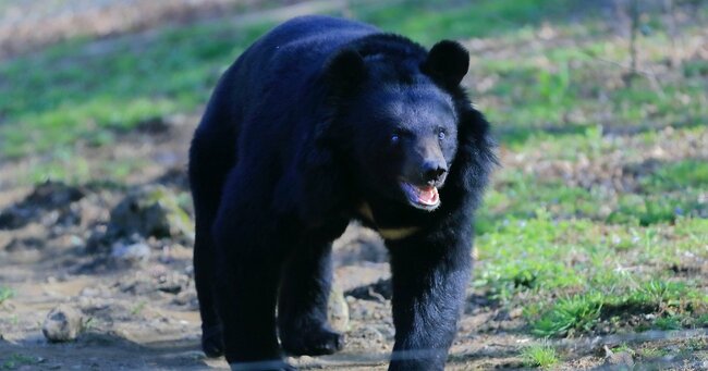 【乞食速報】秋田県でツキノワグマ倒したら1頭5000円の報奨金が出るぞ！！
