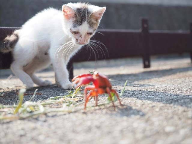 neko