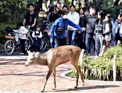 【動画】大阪の淫夢厨、鹿に興奮してしまう