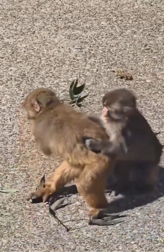  パンチくん、メス猿のモエちゃん（母が強キャラ）に取り入ることに成功