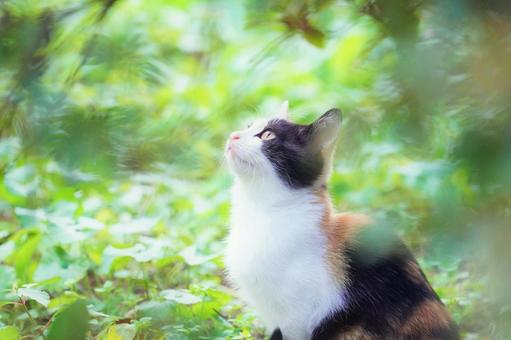【画像】ネコを飼ってる中年男性の末路がこちら