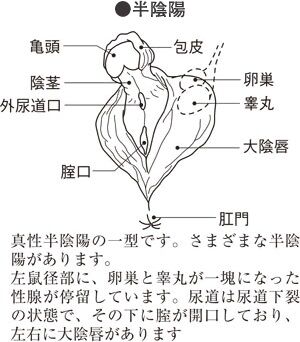 mansansan