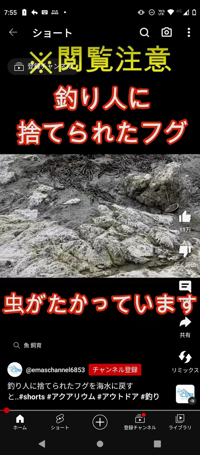 YouTuberさん、ついに道端でフグを拾ってしまう