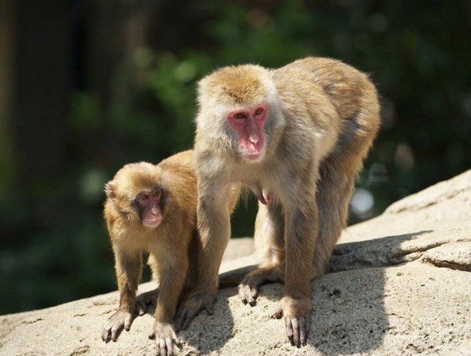 【動画】メスガキにブチギレるお猿さん、怖すぎる