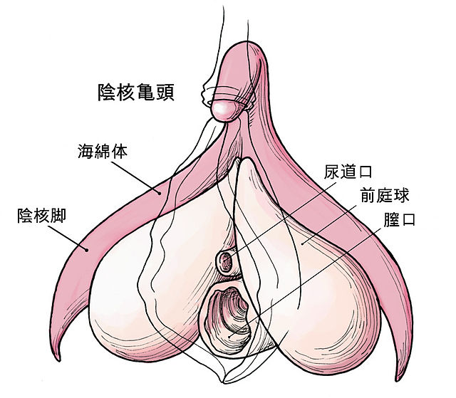 kuri