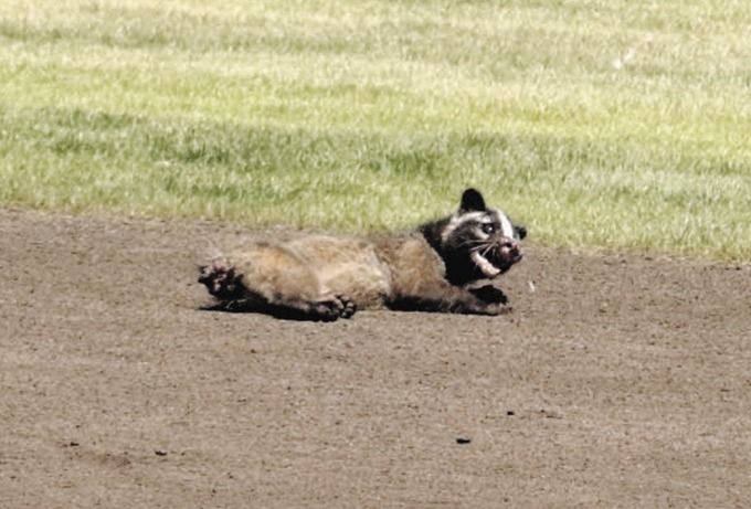 tanuki2