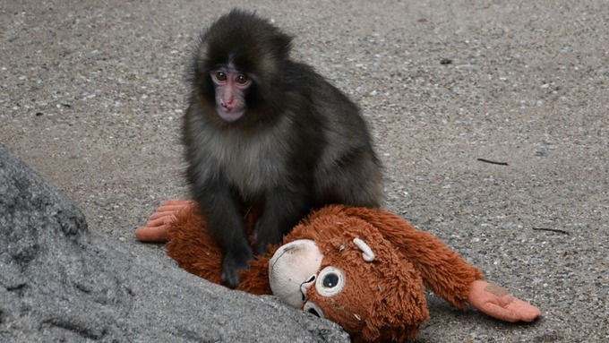 パンチくん（子猿）、池に突き落とされる
