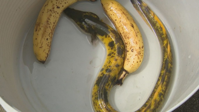 banana3