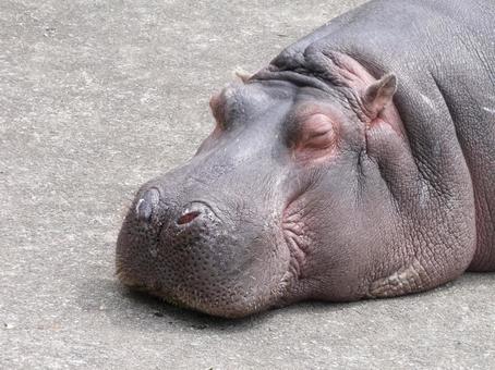 【悲報】ライオンさん、カバのド派手下痢ウンコで即死